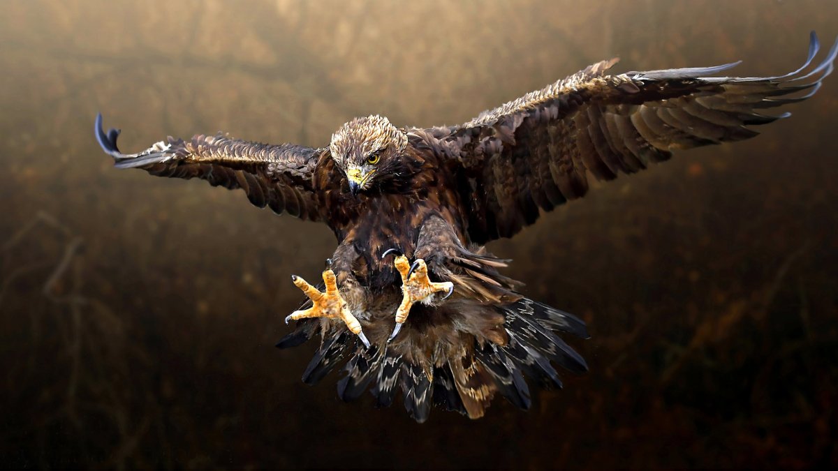 Беркут балобан