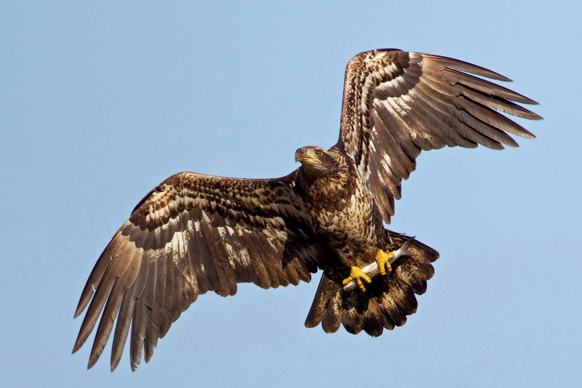 Орел Беркут размах крыльев