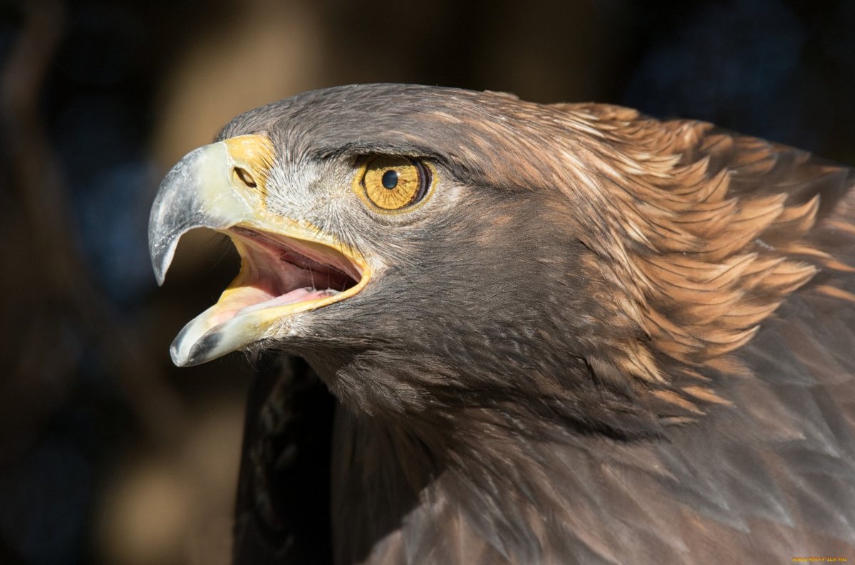 Гызыл Бургут