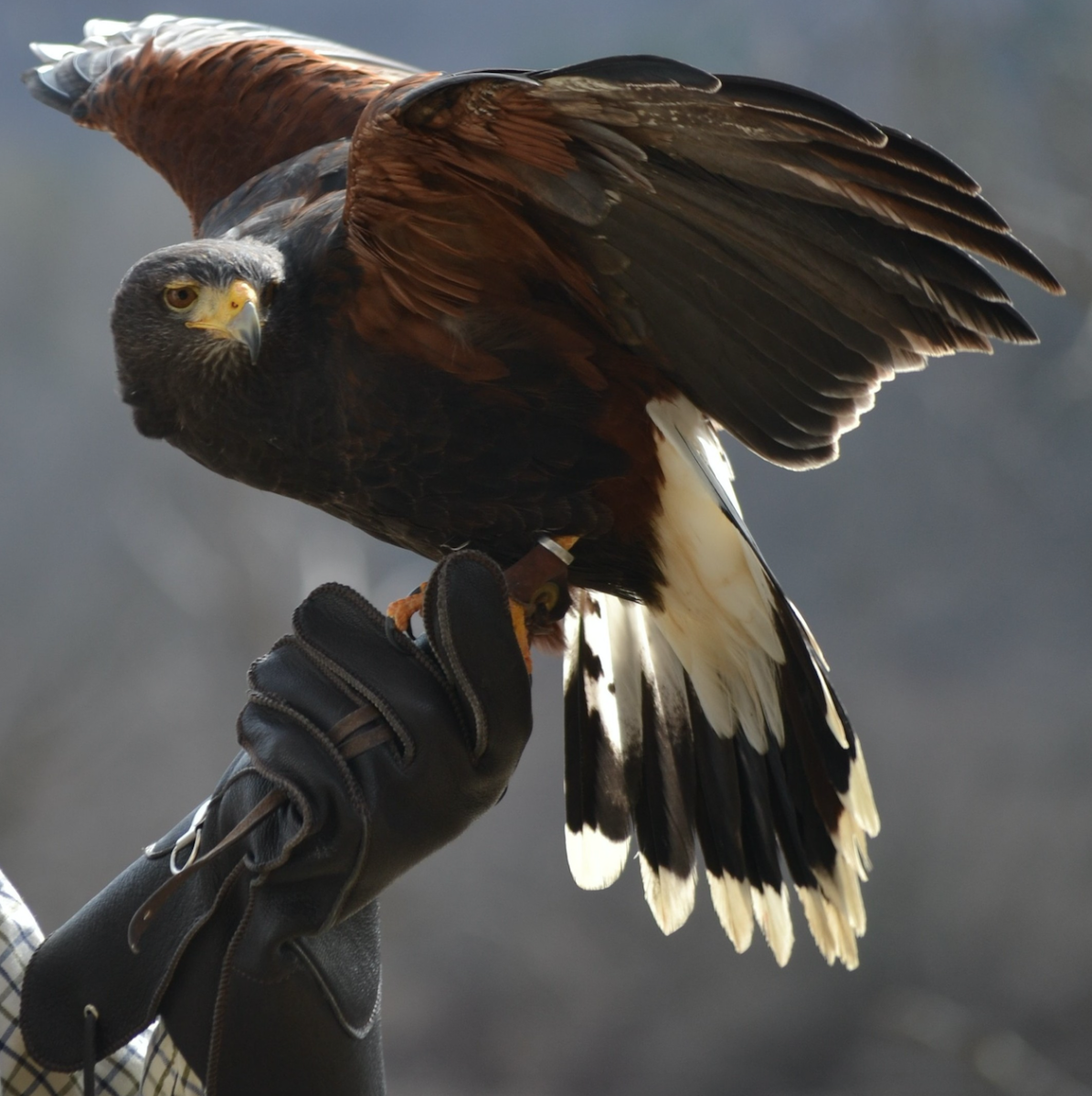 Falconry Harris Hawk