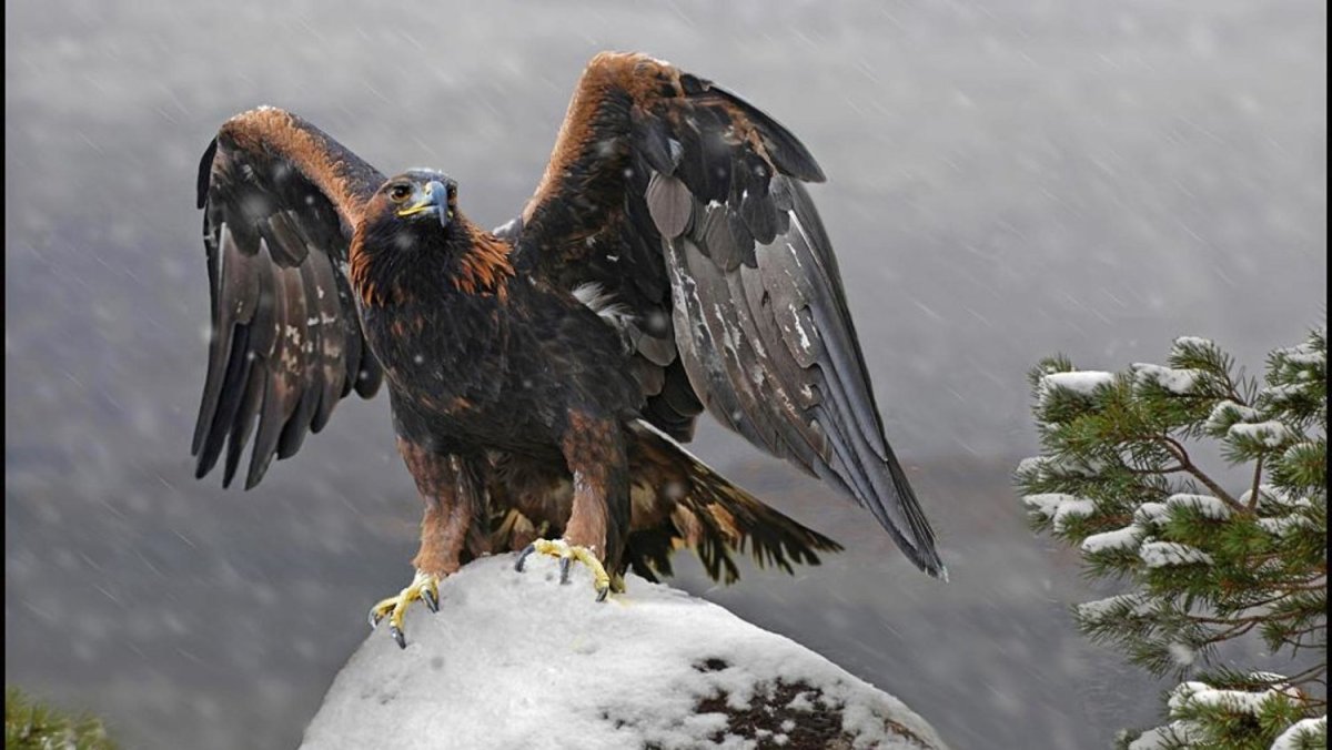 Восточно Сибирский Беркут