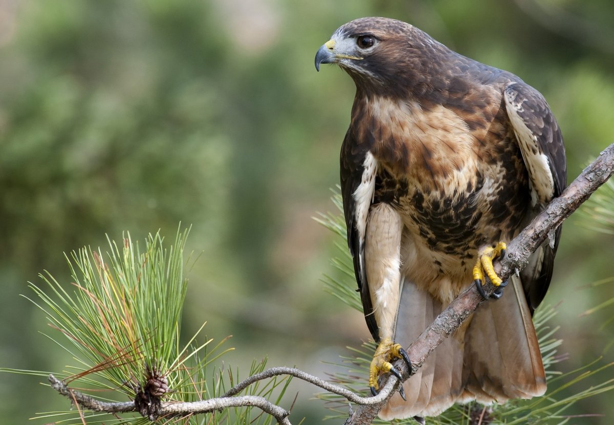 Ястреб краснохвостый Сарыч