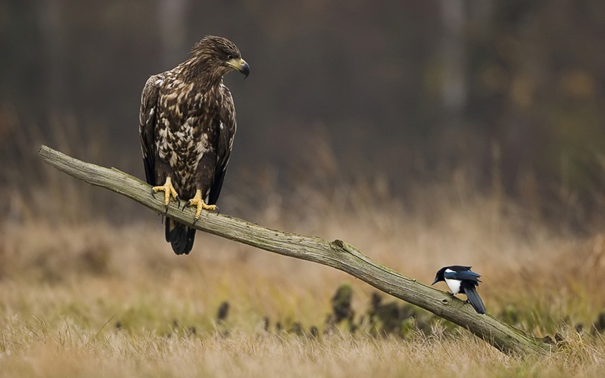 Белохвостый канюк