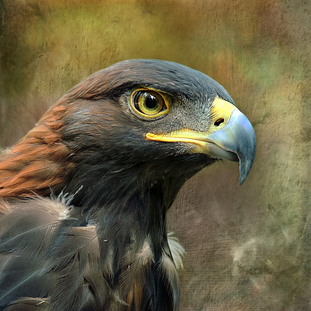 Беркут в живописи