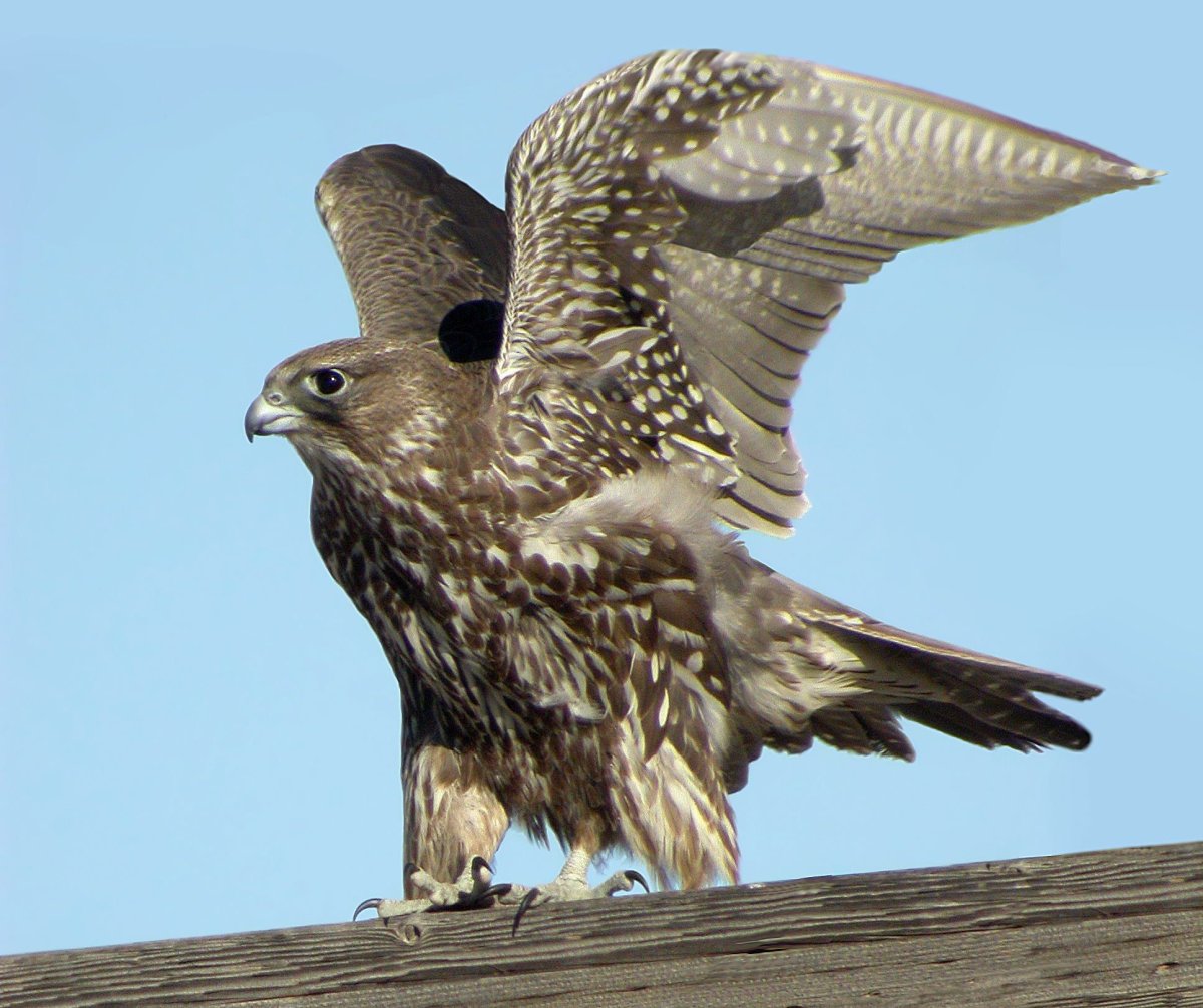 Полет Сокола кречета