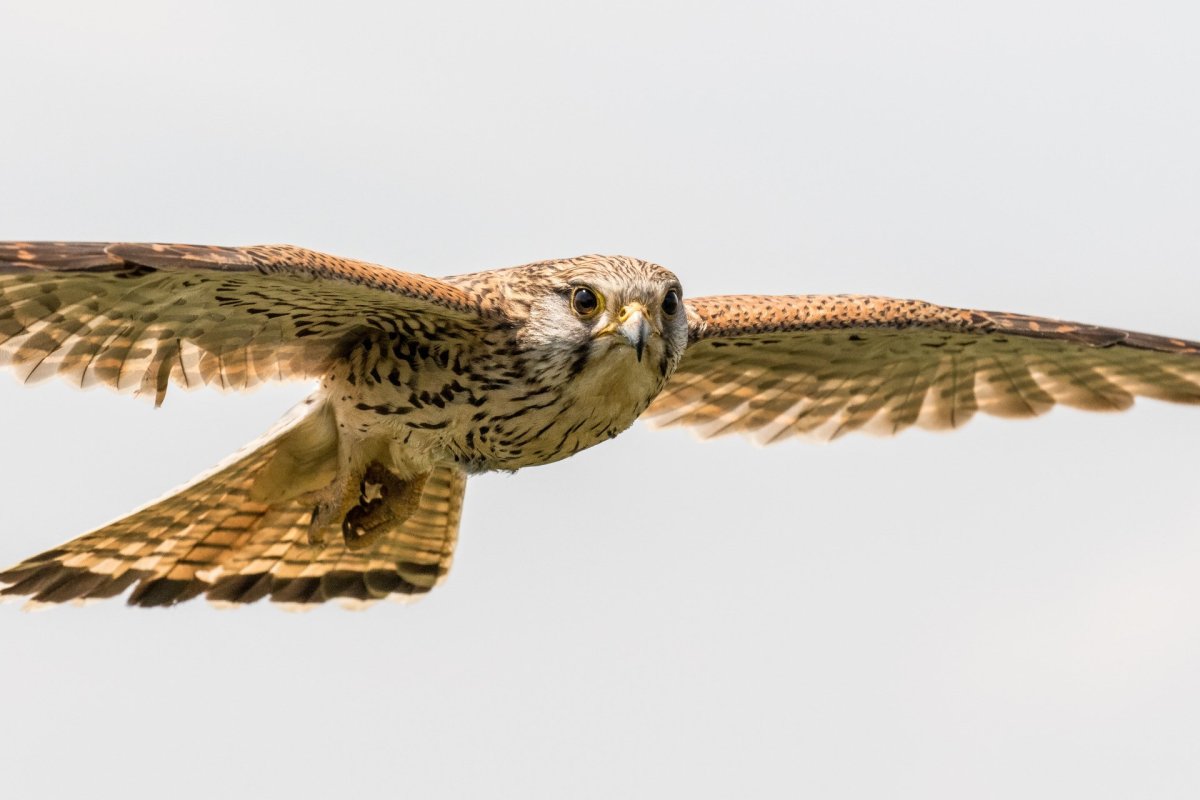 Канюк, пустельга, Лунь