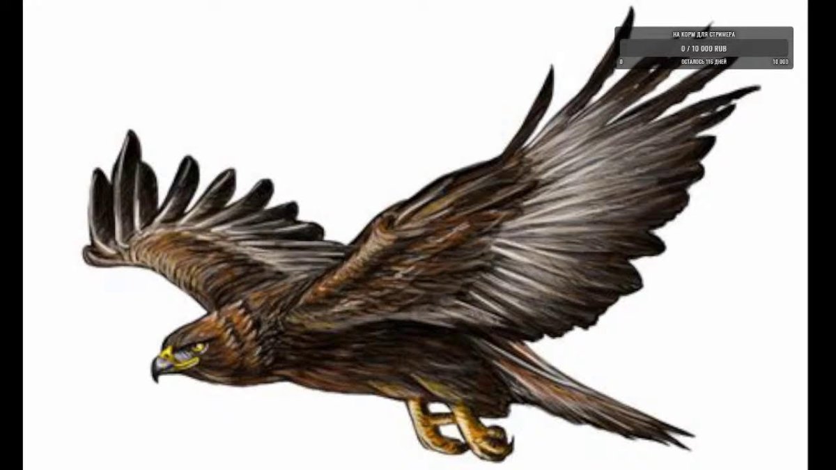 Хищные птицы Беркут на белом фоне