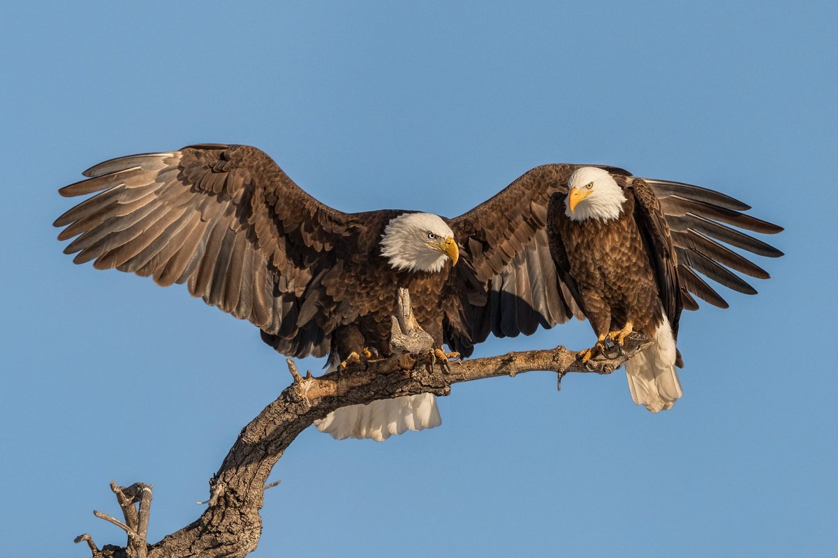 Орлан белохвост и белоголовый Орлан