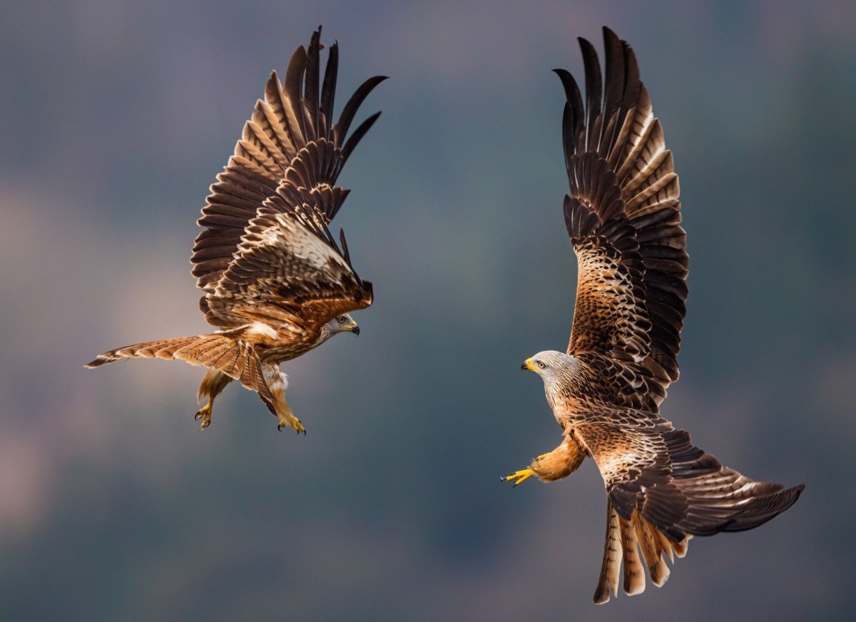 Сокол ястреб Коршун