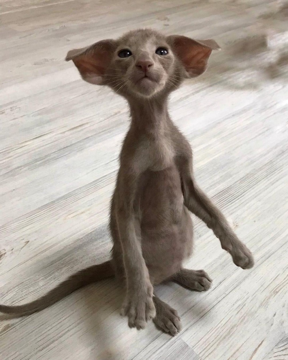 Канадский сфинкс Ориентал