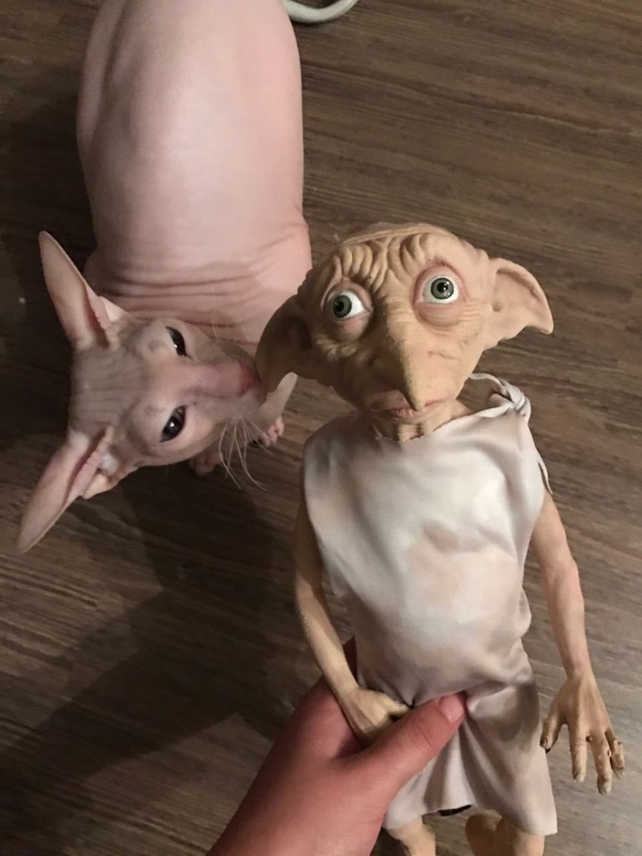 Донской сфинкс альбинос