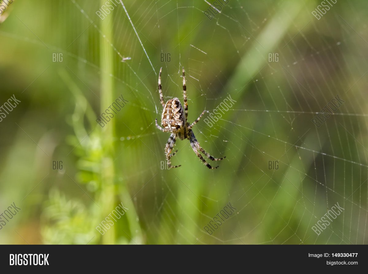 Самые страшные насекомые в мире