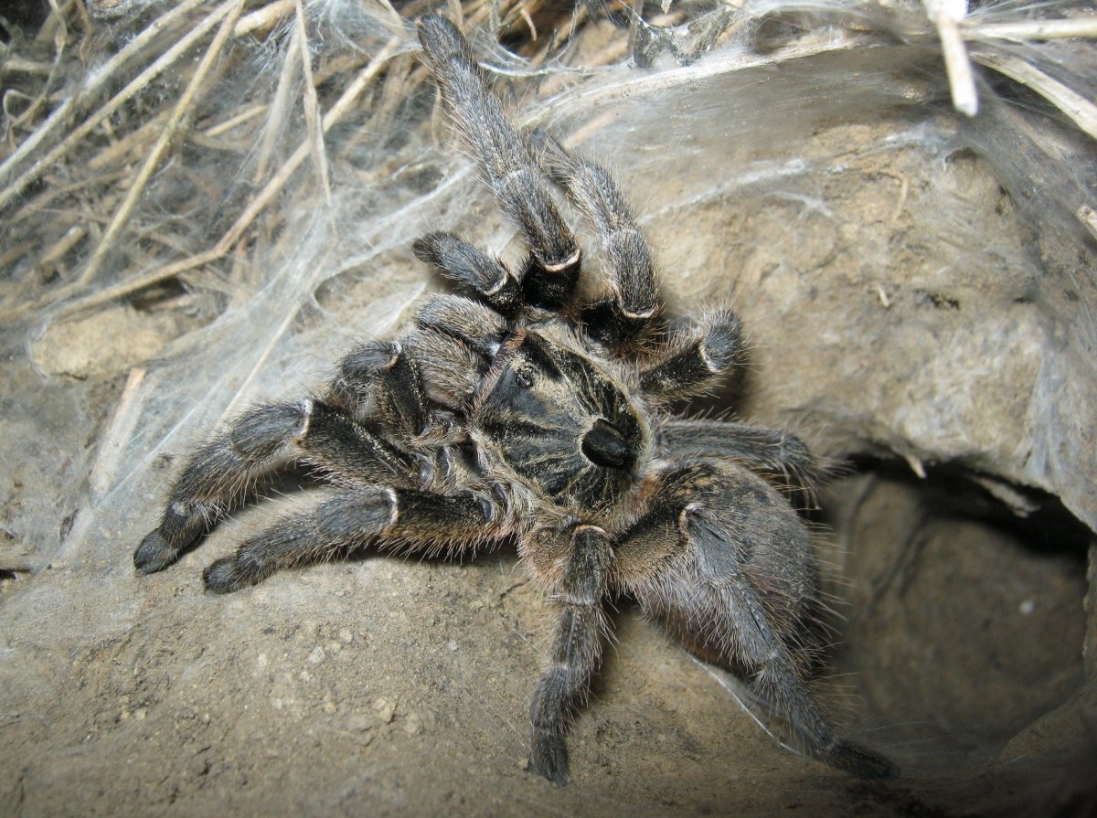 Тарантул Земляной паук