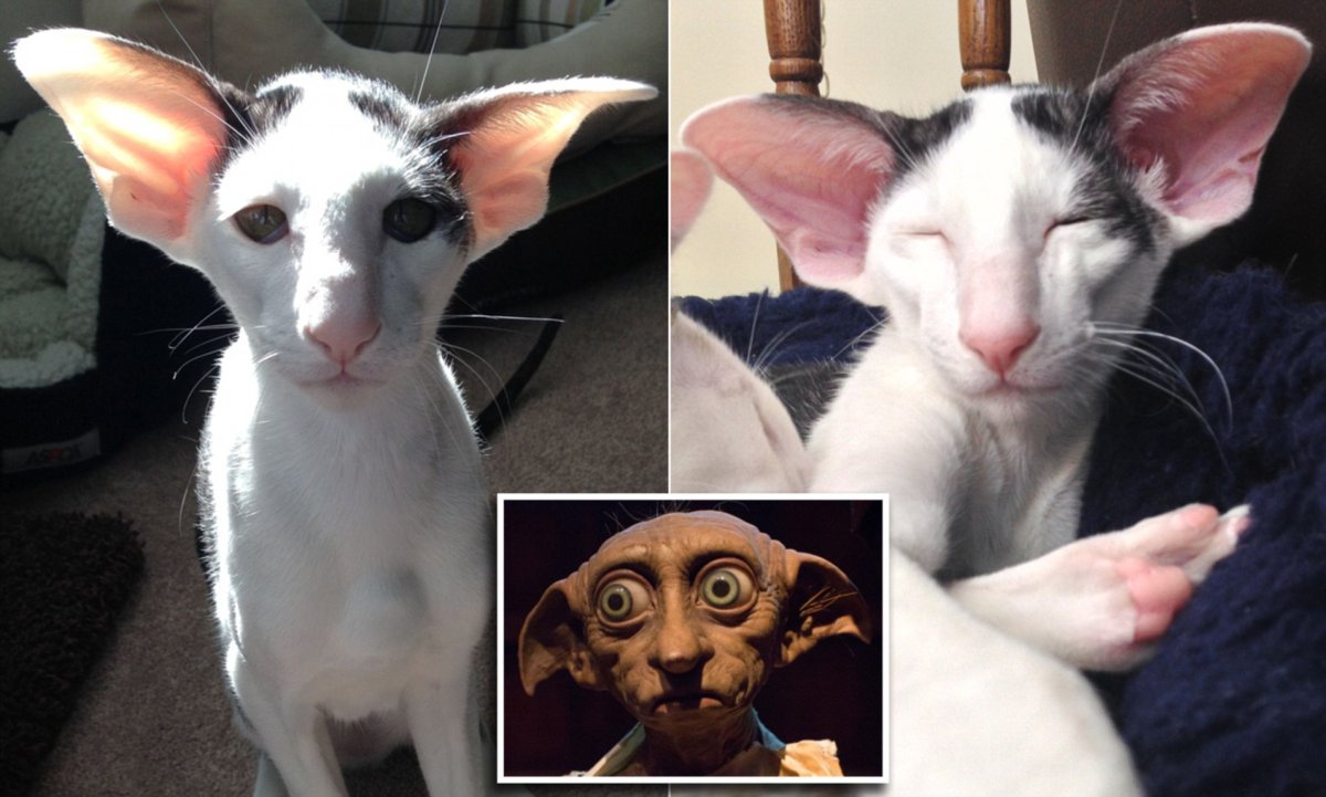 Ориентал Добби