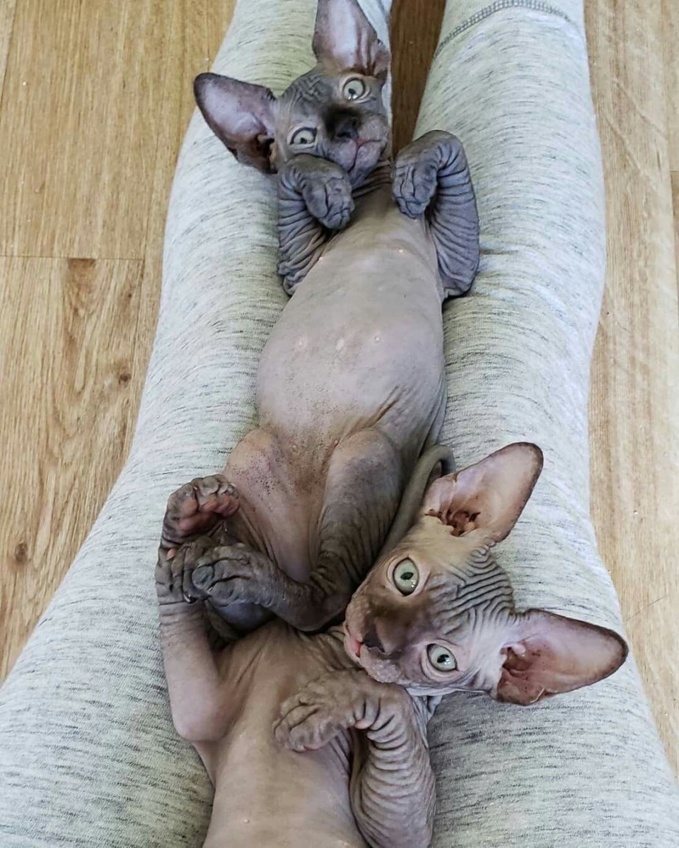 Ориентал Добби кошки