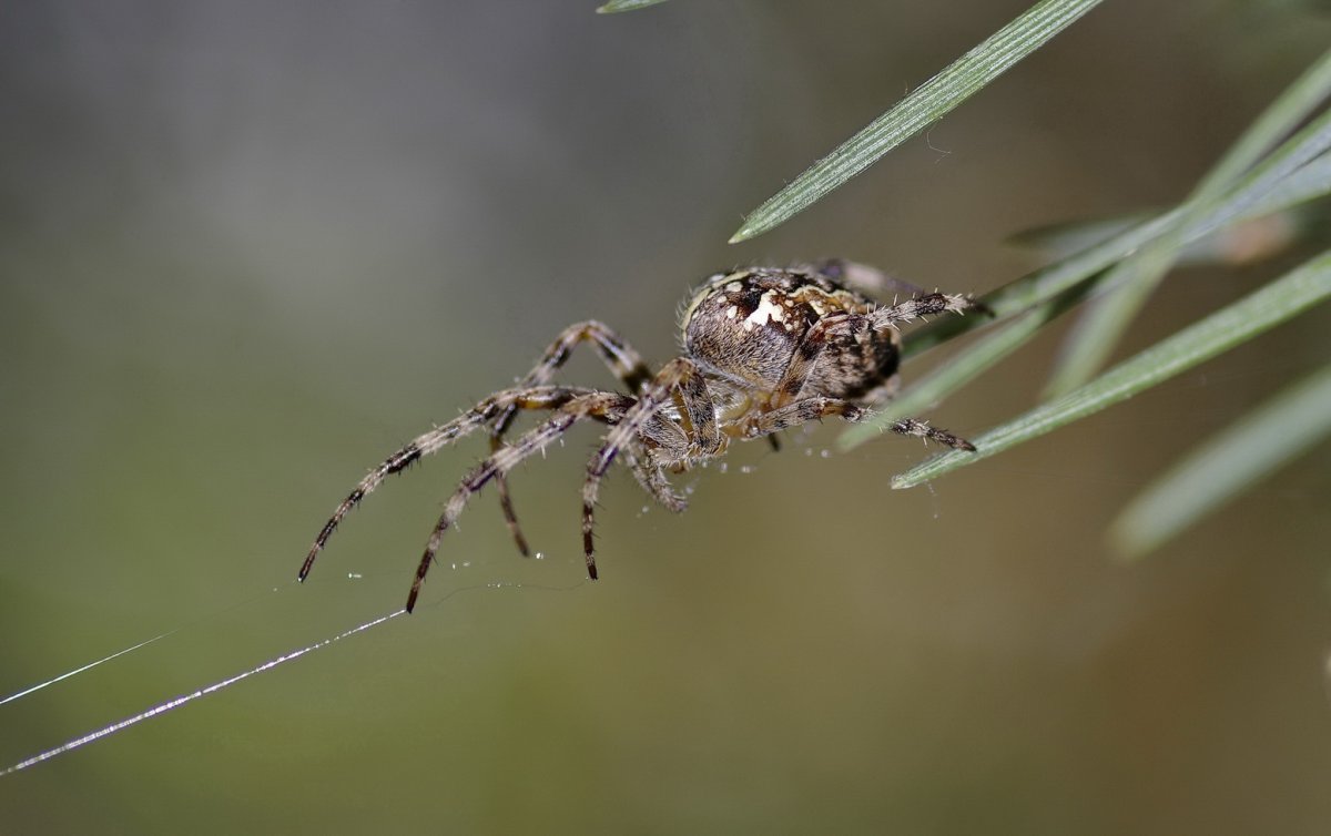 Чёрная вдова паук самка