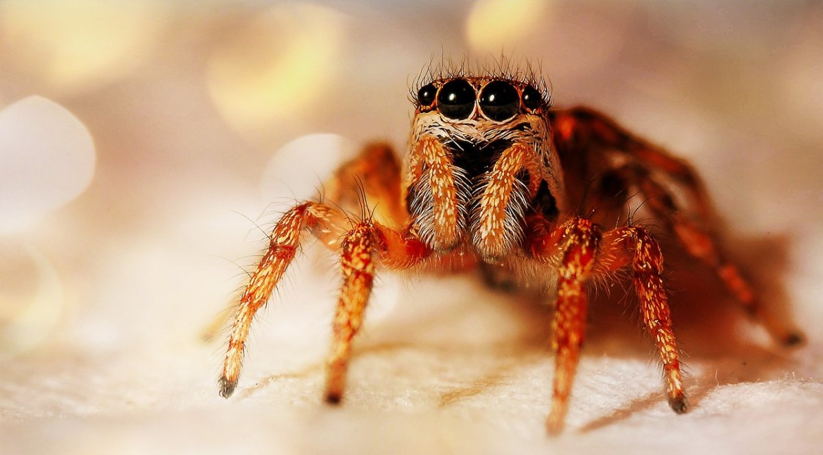 Шестиглазый песочный паук