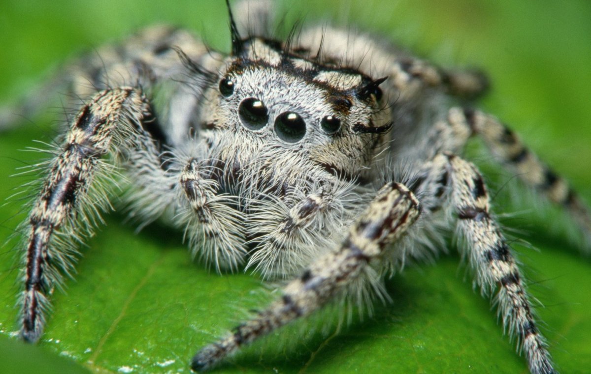Пауки в Австралии после пожара