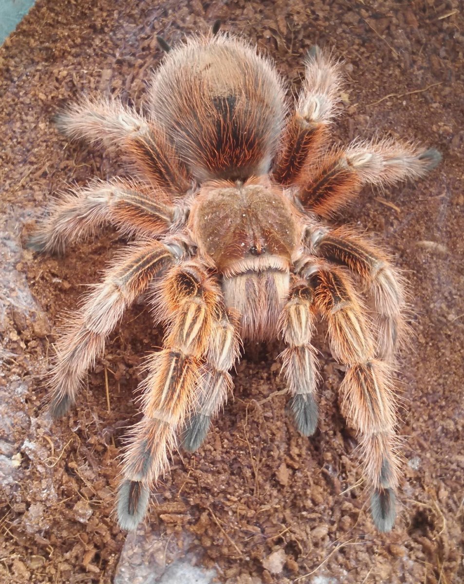 Цербал Аравийский паук