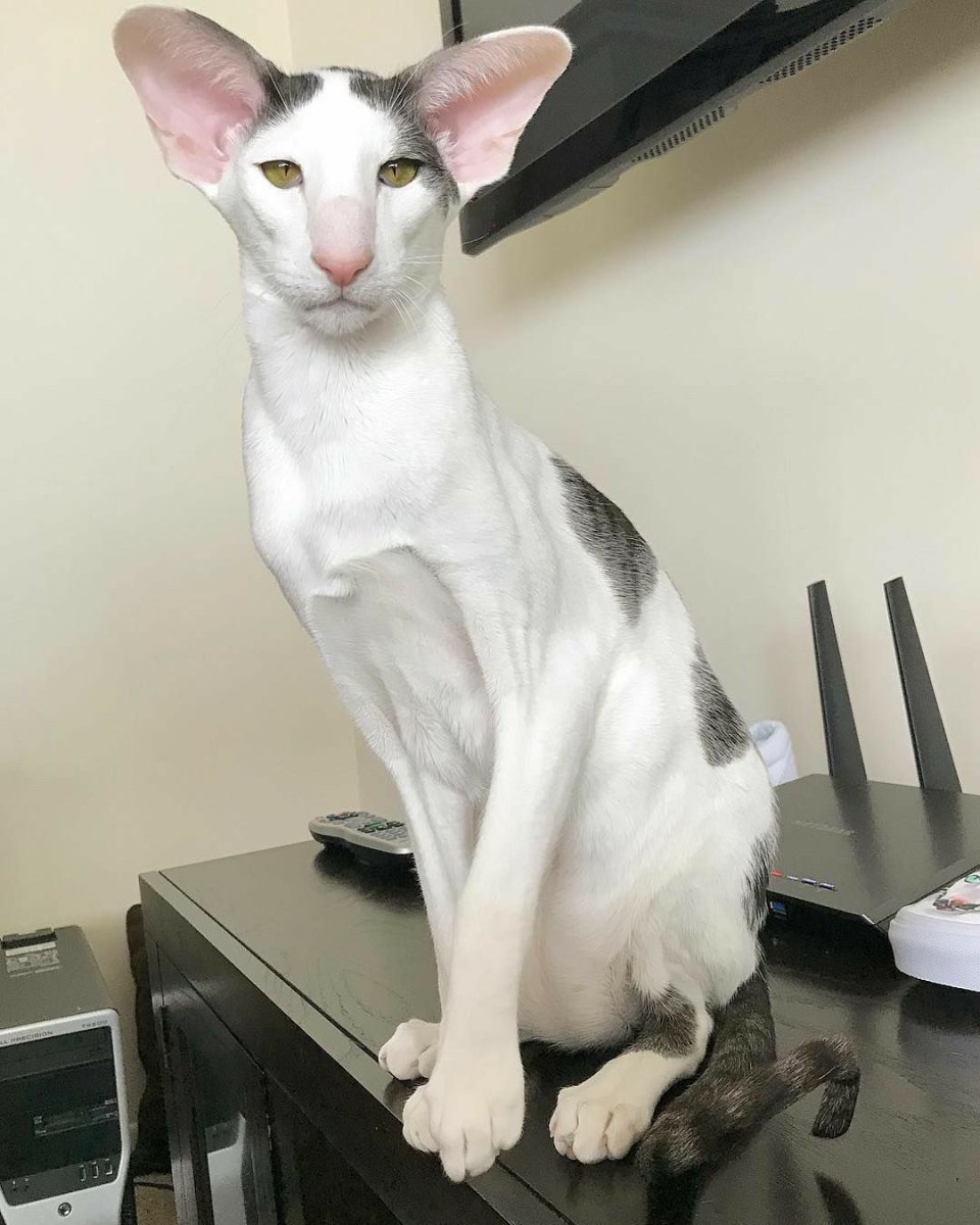 Порода Ориентал Добби