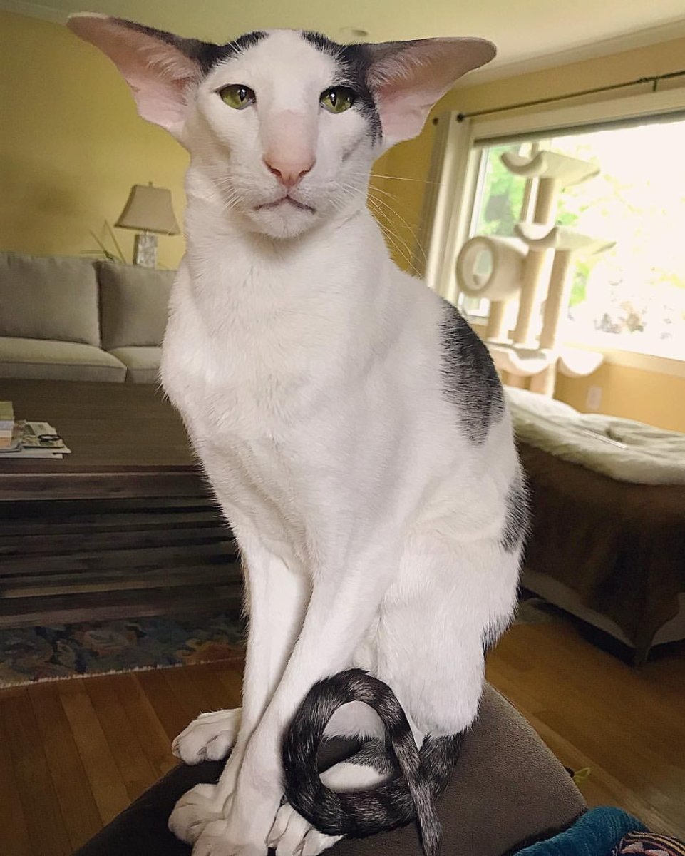 Кот грузин порода Ориентал