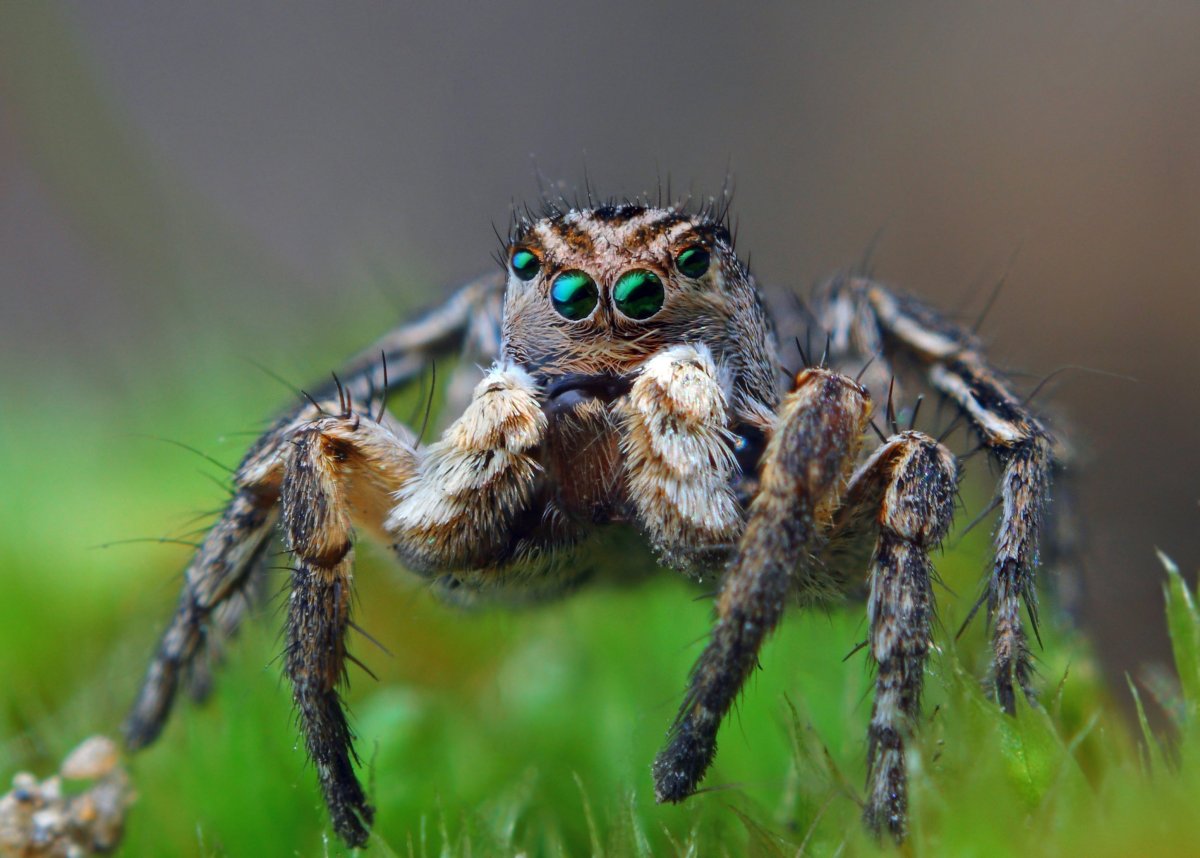 Portia labiata паук