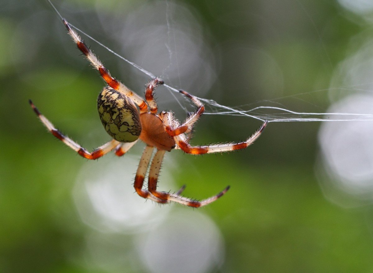Паук кругопряд крестовик
