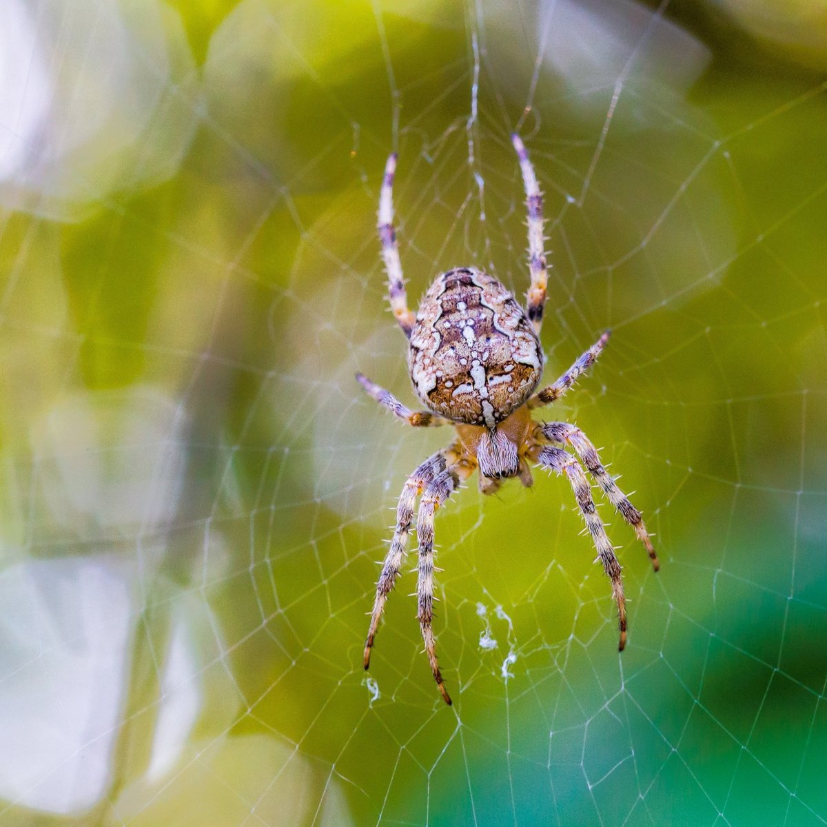 Паук Оса Аргиопа