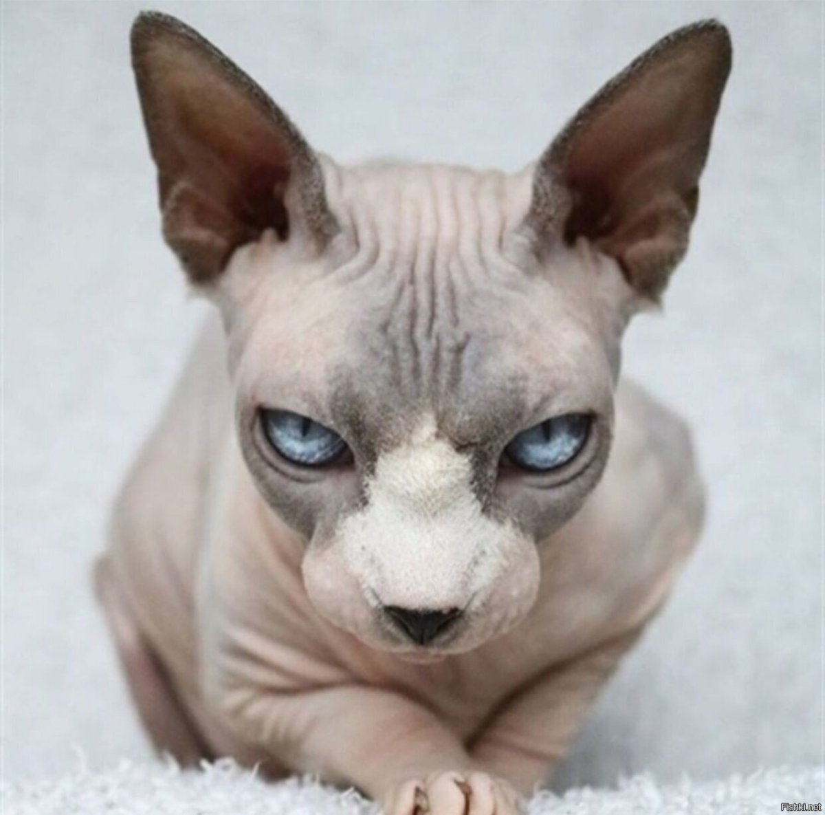 Ориентальная кошка угар