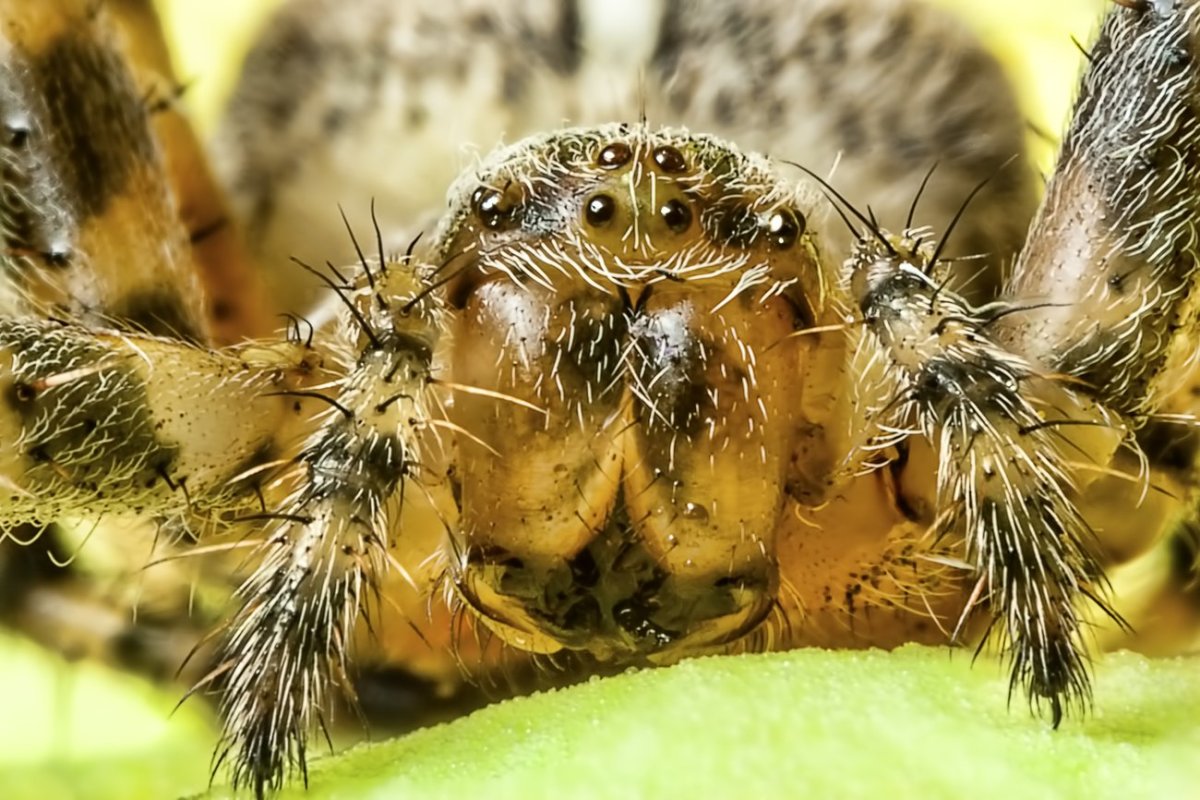 Аргиопа Брюнниха паутина