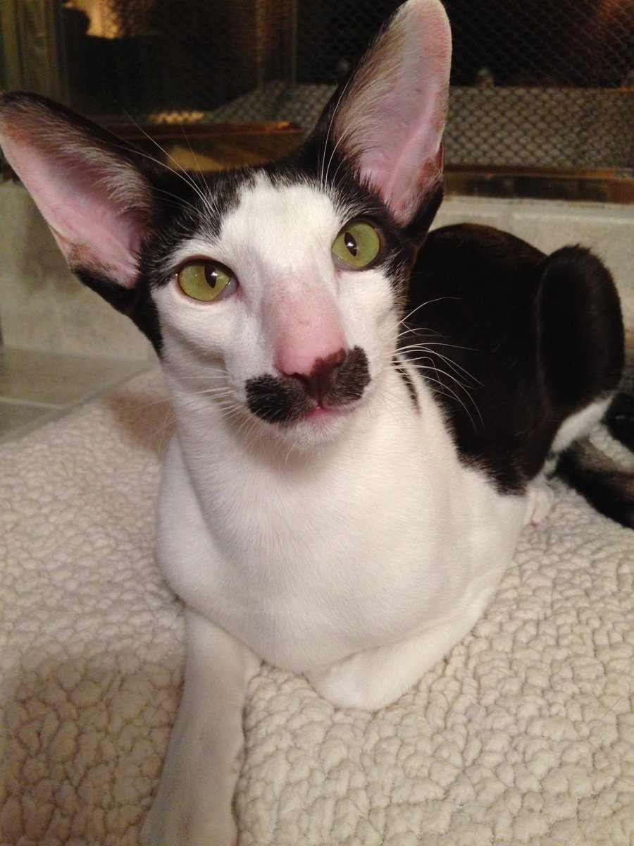 Добби домашний Эльф прикол