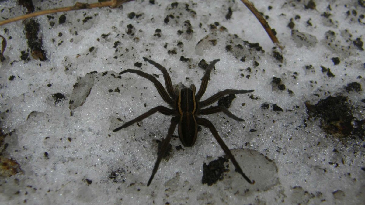 Самый милый паук на свете