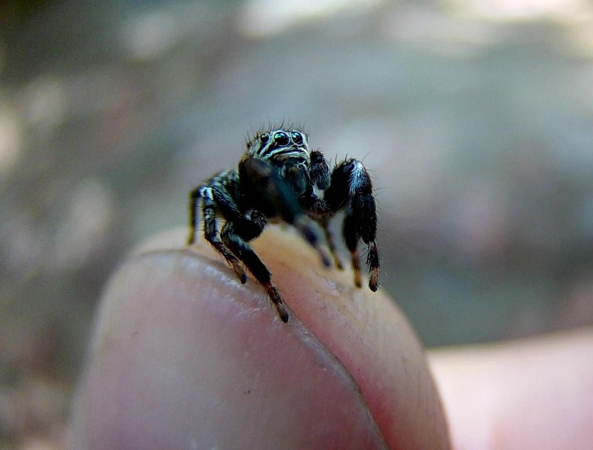 Паук Арлекин