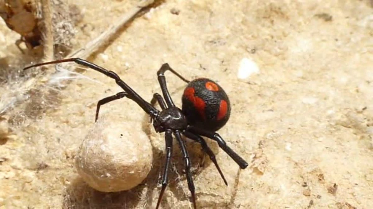 Афонопельма Симони Блю