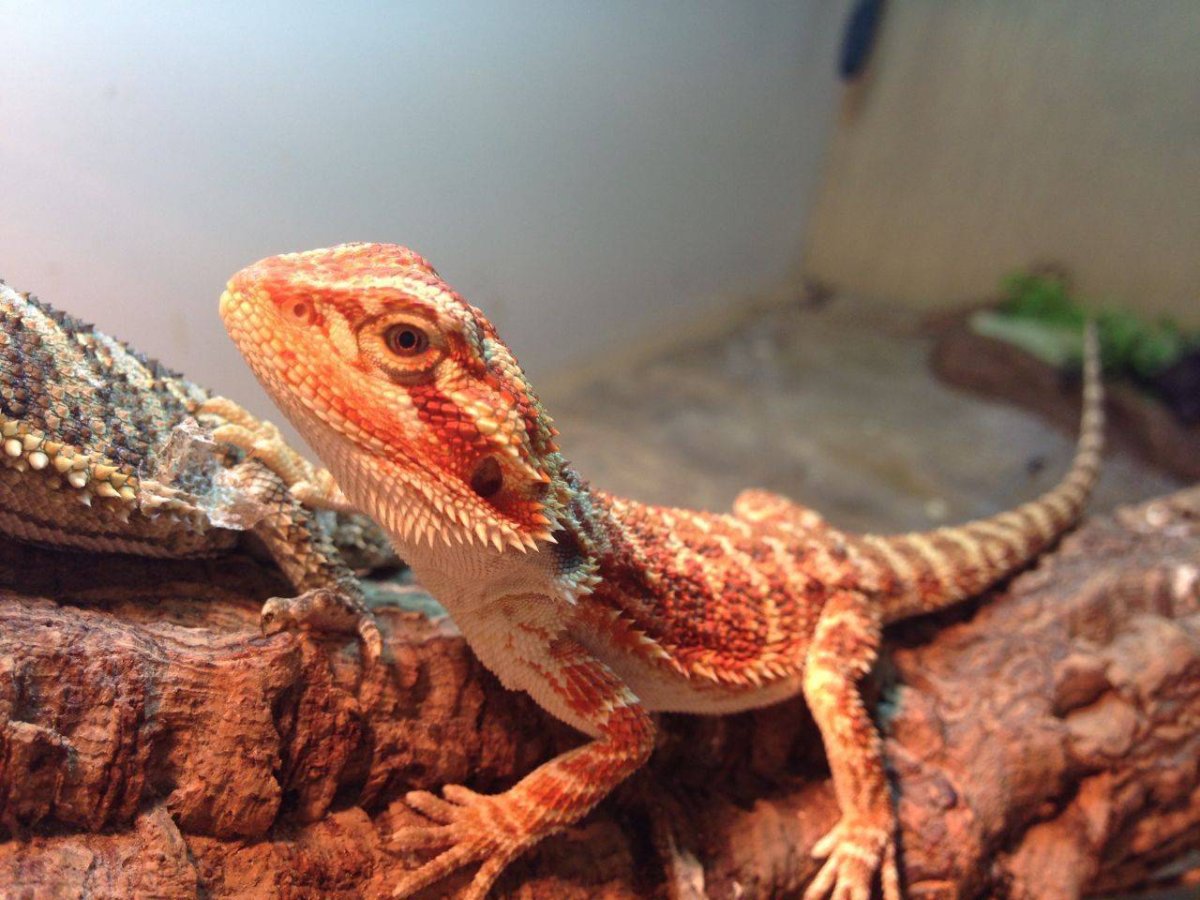 Ящерица дракон домашняя