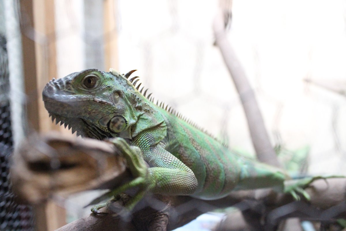 Ящерицы домашние ягуана