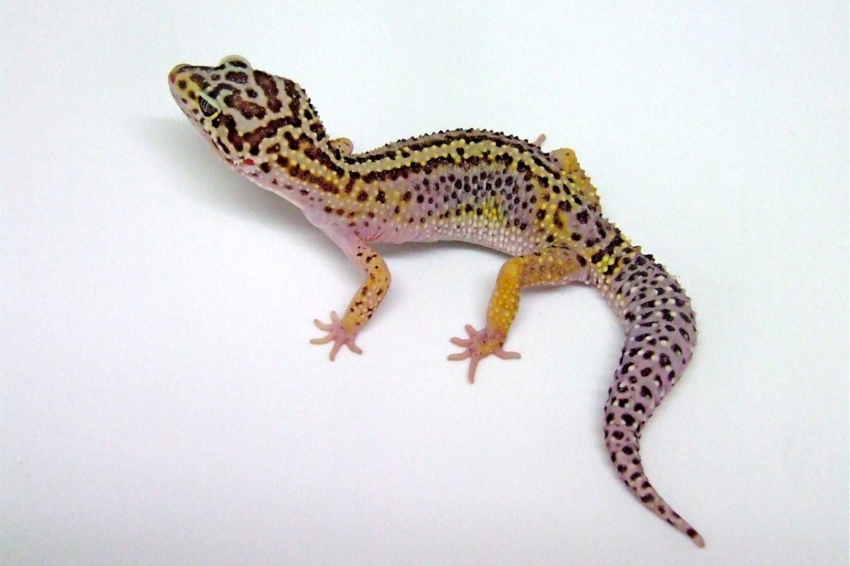 Геккон эублефар черный