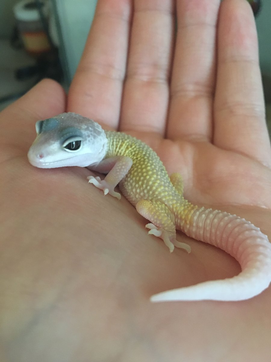 Ящерица эублефар