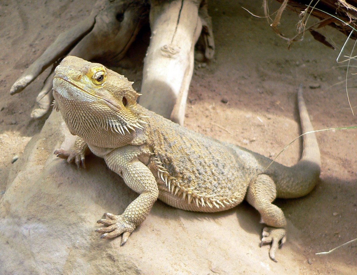 Бородатая агама pogona vitticeps
