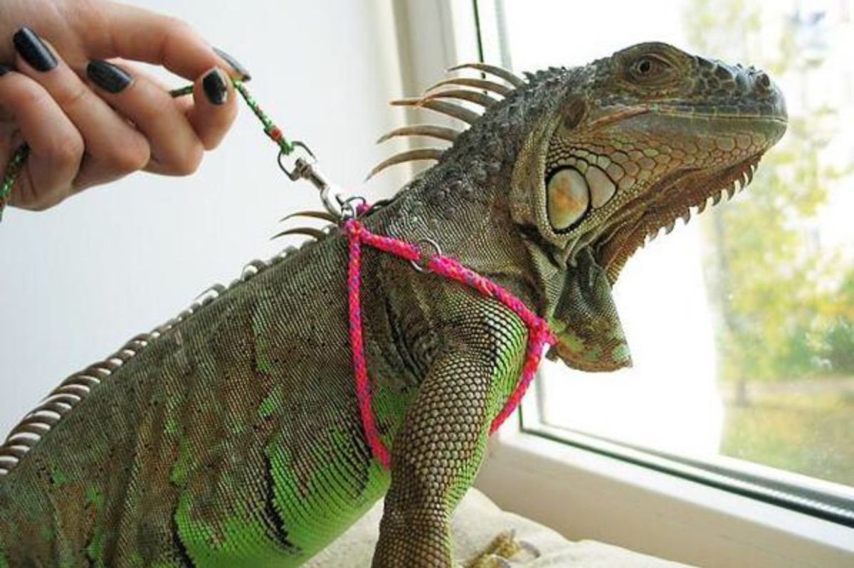 Домашняя ящерица игуана