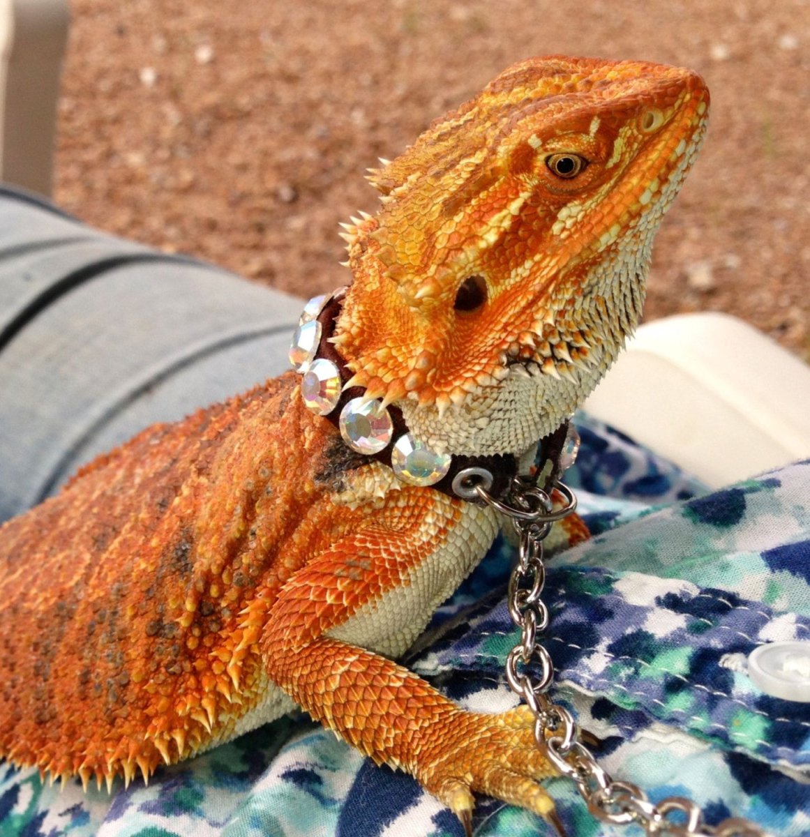 Тритон бородатая агама