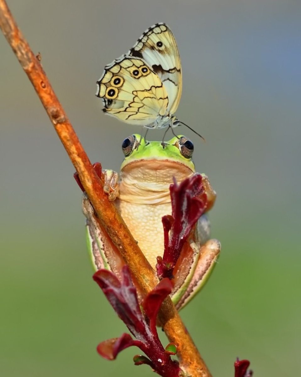 Венесуэльский мотылёк-пудель