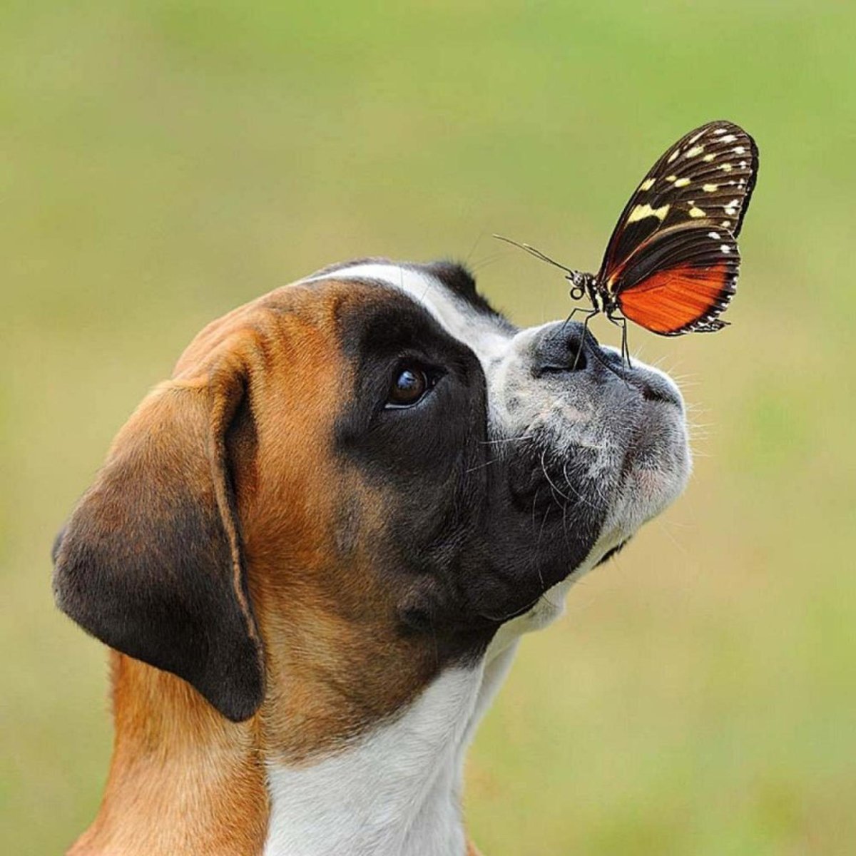 Щенок и бабочка