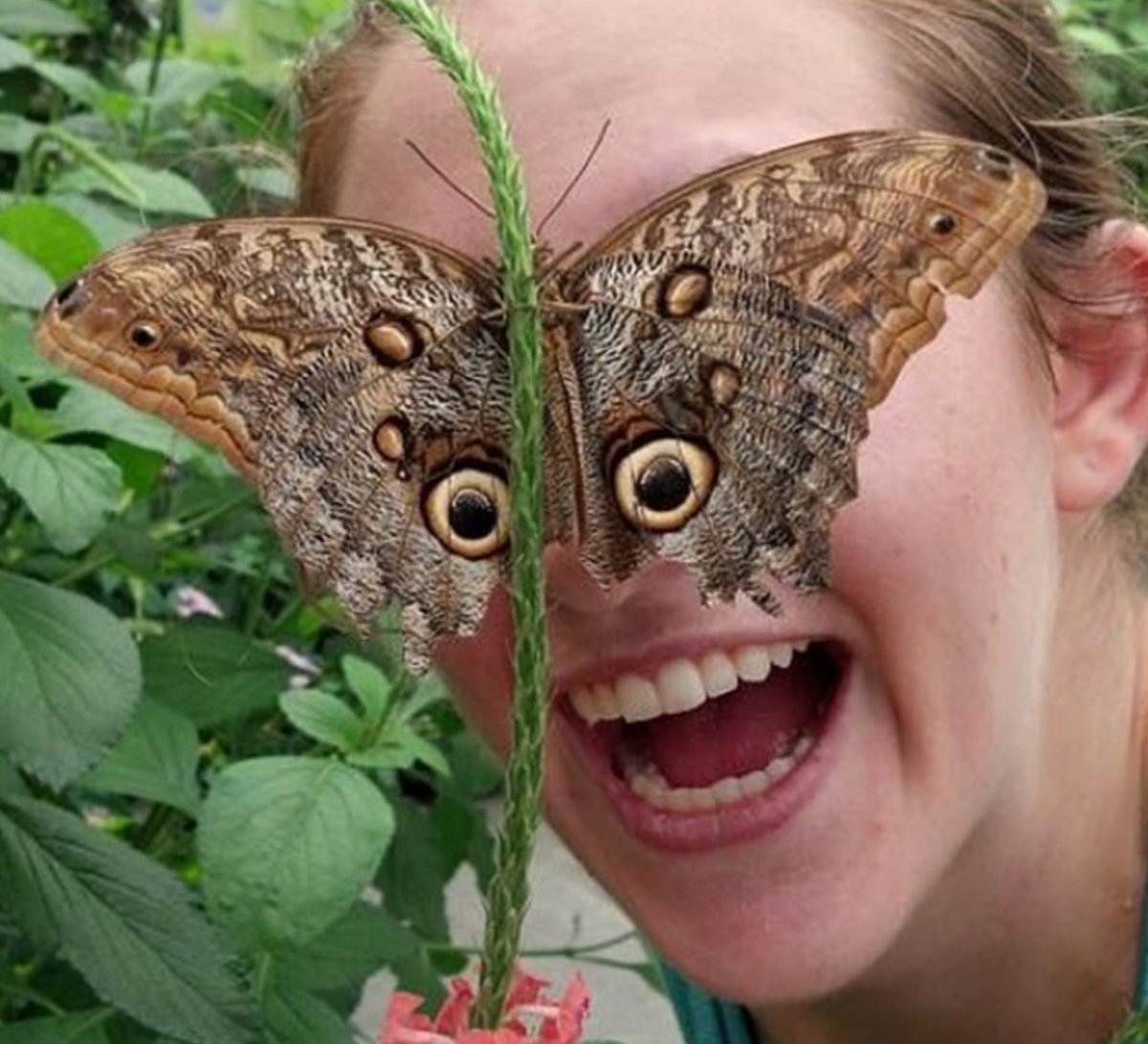 Котик с бабочкой