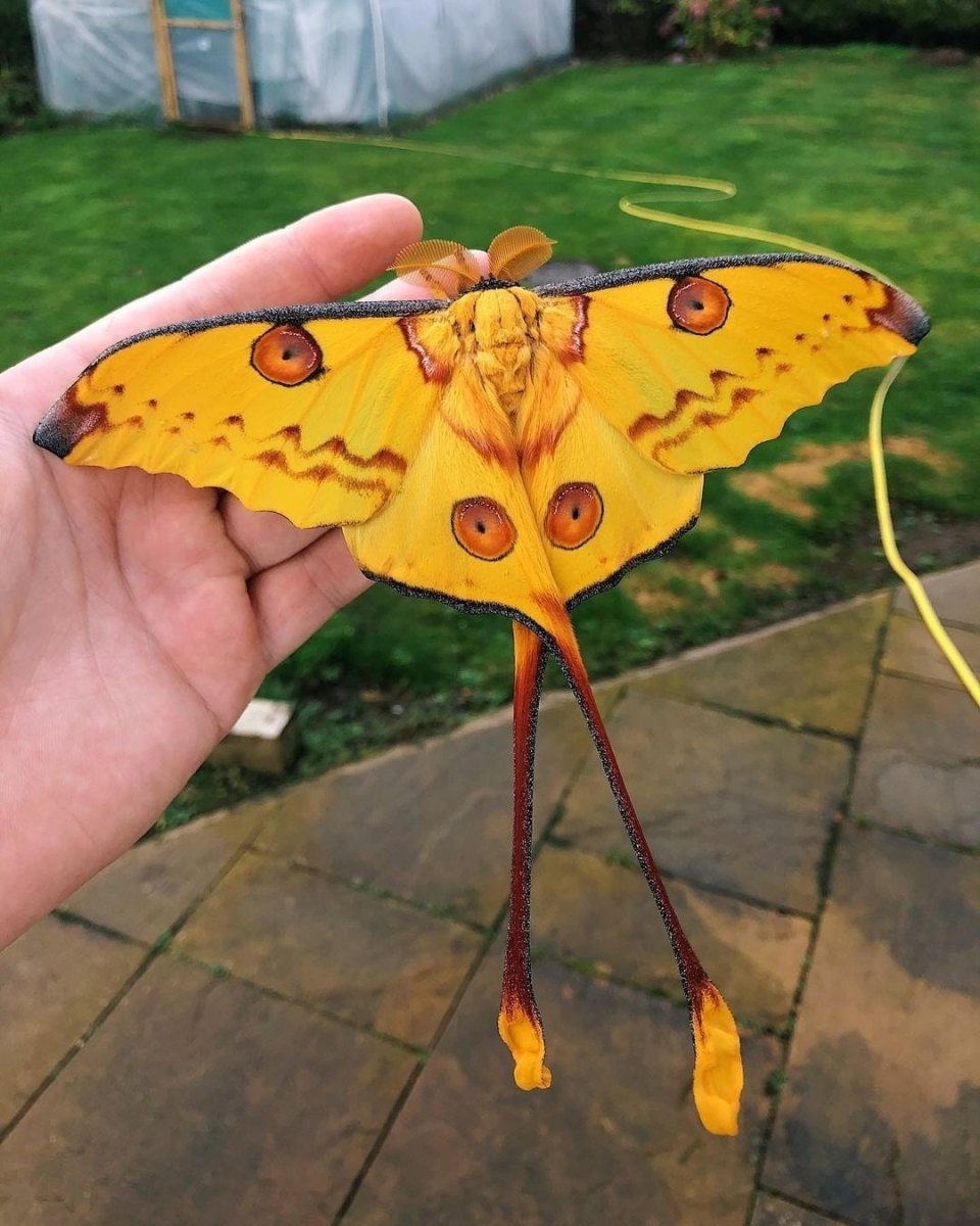 Бабочка Павлиноглазка Геркулес