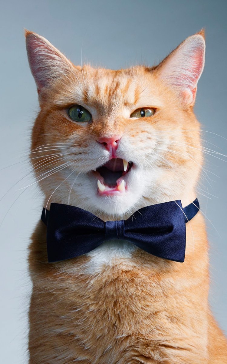 Кошка с бабочками