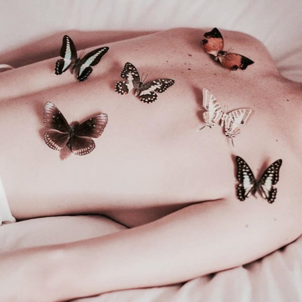 Павлиноглазка Комета