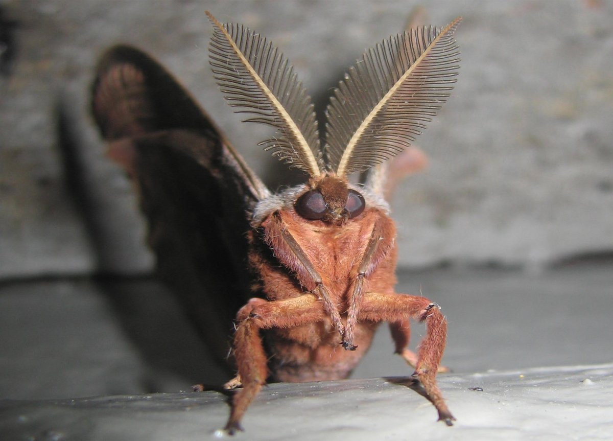 Павлиноглазка цекропи