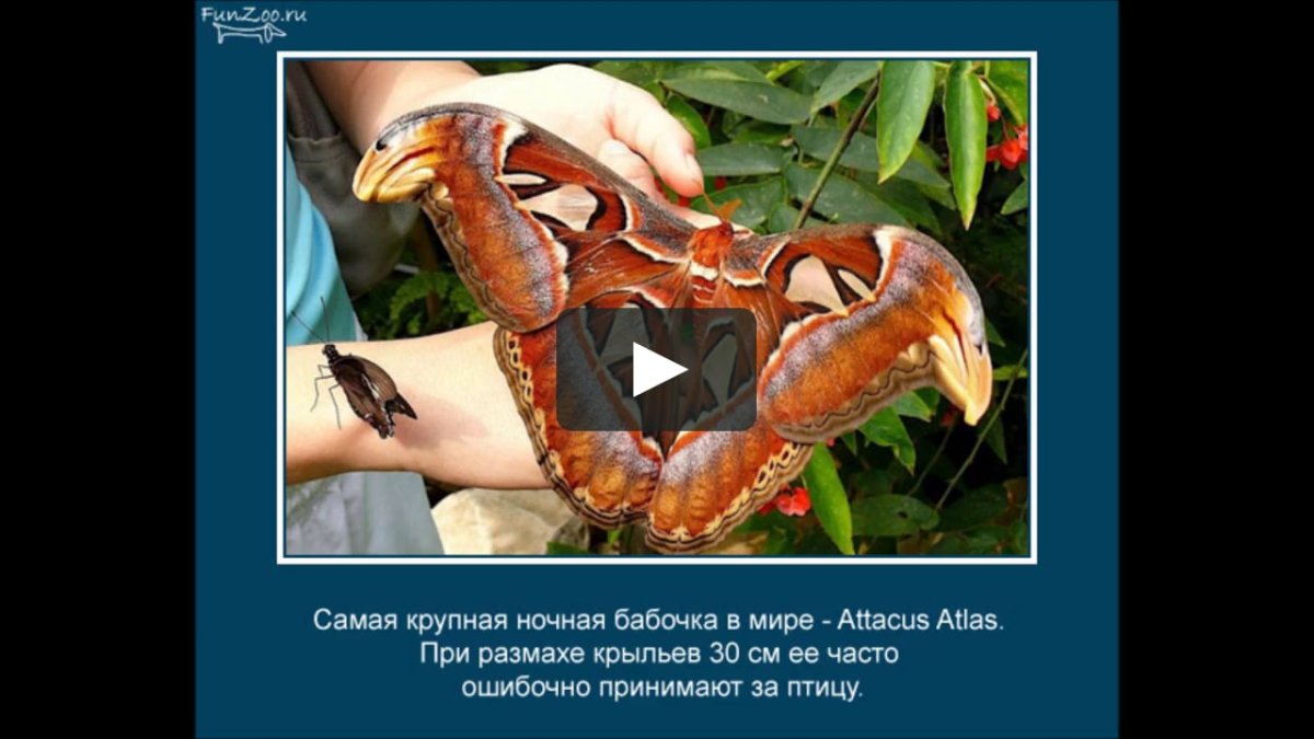 Сатурния Полифема бабочка