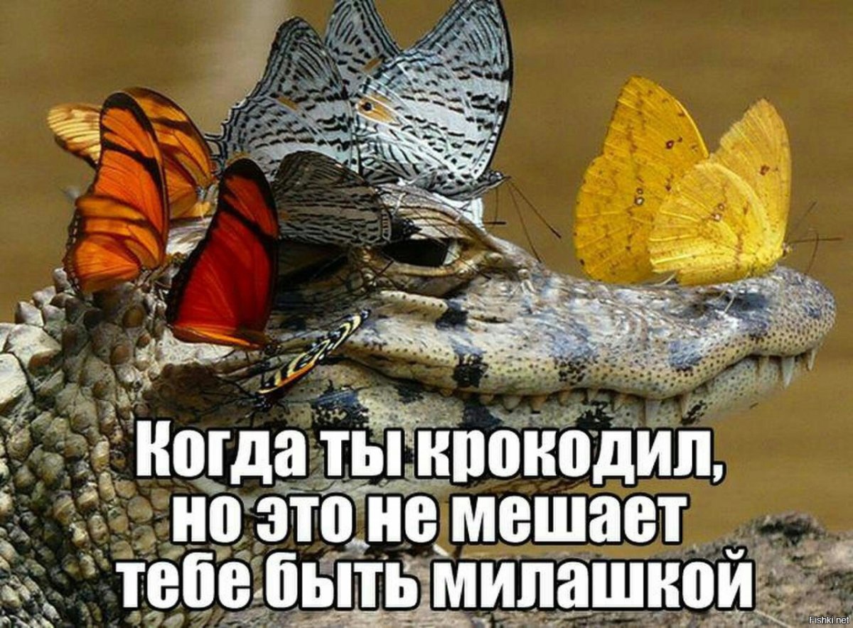 Morpho peleides Нимфалиды